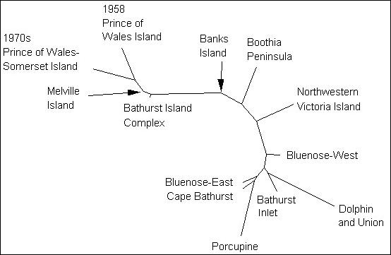 Figure 7.  Neighbour-joining tree of genetic distances (Zittlau et al. 2003).