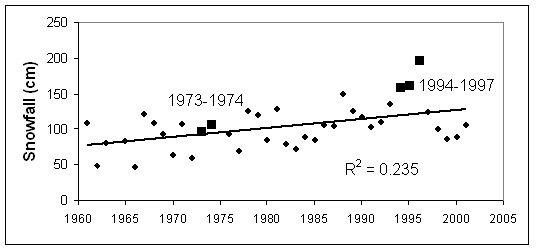 Figure 19.  Total yearly (sum of mean monthly) snowfall at Resolute Bay, Nunavut, 1961-2001. Square symbols are snowfall during caribou die-off years. The apparent increasing trend is not statistically significant.  The annual average was 104.2 cm.
