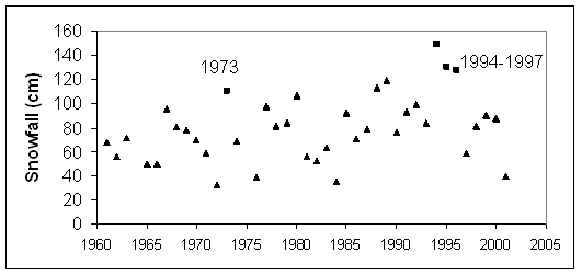 Figure 20.  September-May total (sum of mean monthly) snowfall at Resolute Bay, Nunavut, 1961-2001. Square symbols are snowfall during caribou die-off years.  The annual average was 78.2 cm.