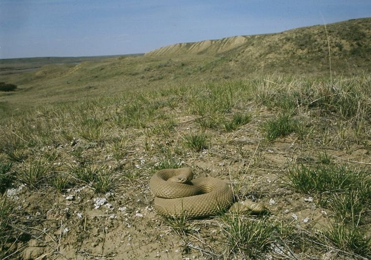 Exemple d'habitat du crotale des prairies