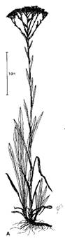 Houghton's Goldenrod (Solidago houghtonii)