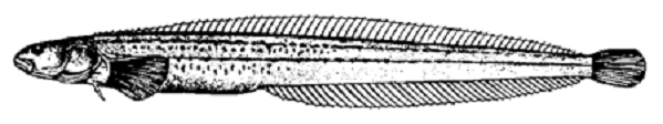 terrassier à six lignes