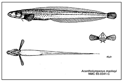 Figure 1.  Illustration de l’Acantholumpenus mackayi (tirée de site Web Espèces en péril d’Environnement Canada, 2002).