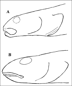 Figure 2.  Diagramme comparant la structure de la tête et de la bouche chez les gros spécimens de poissons ressemblant aux Lumpenus.
