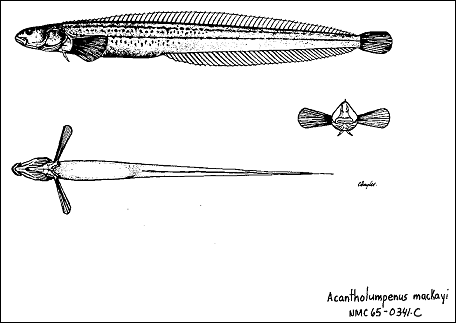 Figure 1.  Illustration of Acantholumpenus mackayi (from Environment Canada, “Species at Risk” web page 2002).