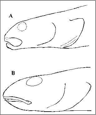 Figure 2.  Diagrammatic comparison of head and mouth structure in larger specimens of Lumpenus-like fishes.