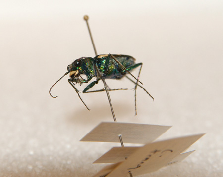 Photo of a Dark Saltflat Tiger Beetle underside and white upper lip.