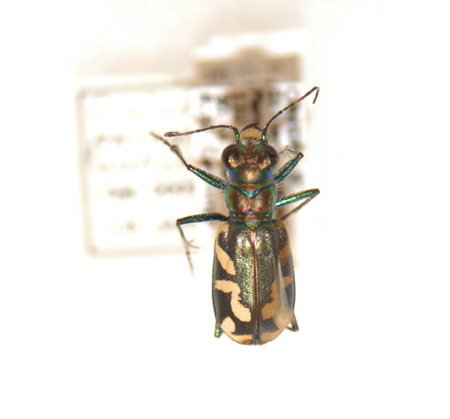 Photo of a Dark Saltflat Tiger Beetle showing white hindwing markings.