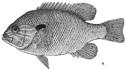 Redbreast Sunfish (Lepomis auritus)