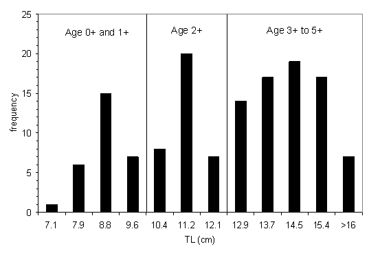 Figure 4. Length frequency histogram for redbreast sunfish sampled in YohoLake, September 2005 (Gautreau and Curry 2006)