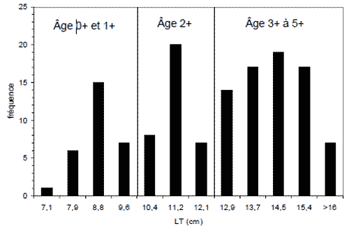 Figure 4.  Histogramme des fréquences des longueurs des crapets rouges échantillonnés dans le lac Yoho en septembre 2005 (Gautreau et Curry, 2006).