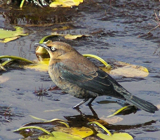 Cover Photo: Rusty Blackbird