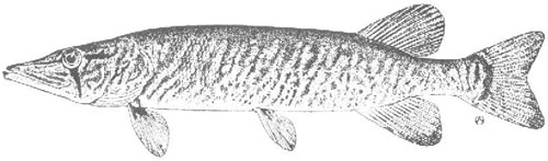 Grass Pickerel (Esox americanus vermiculatus)