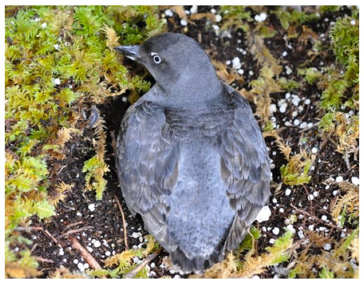 Photo of a Cassin’s Auklet