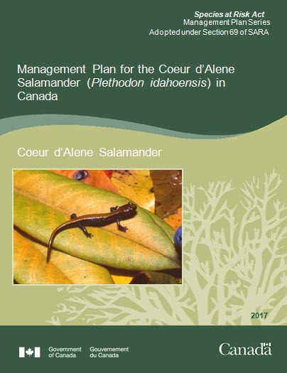 Coeur d'Alene Salamander