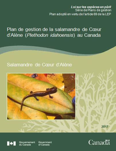 Salamandre de Cœur d'Alène