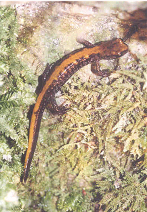 the Coeur d'Alene Salamander