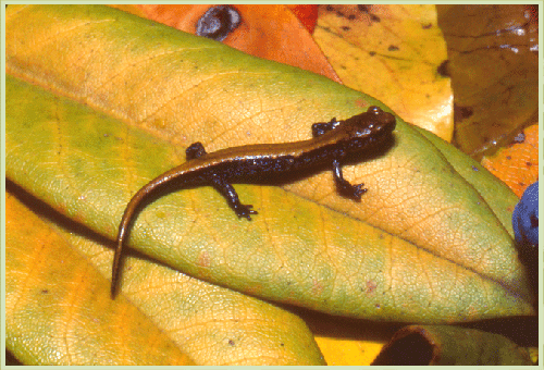 Photo of salamandre de Cœur d'Alène