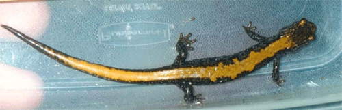 Illustration of Coeur dAlene Salamander