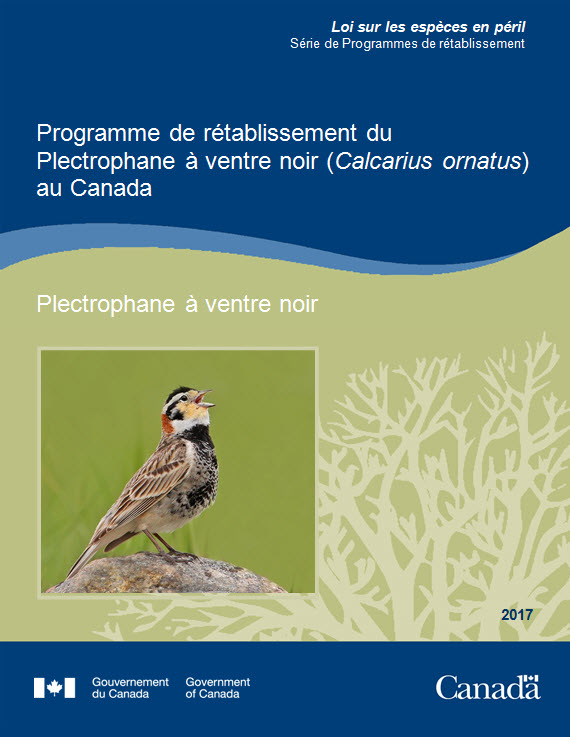 Programme de rétablissement du Plectrophane à ventre noir