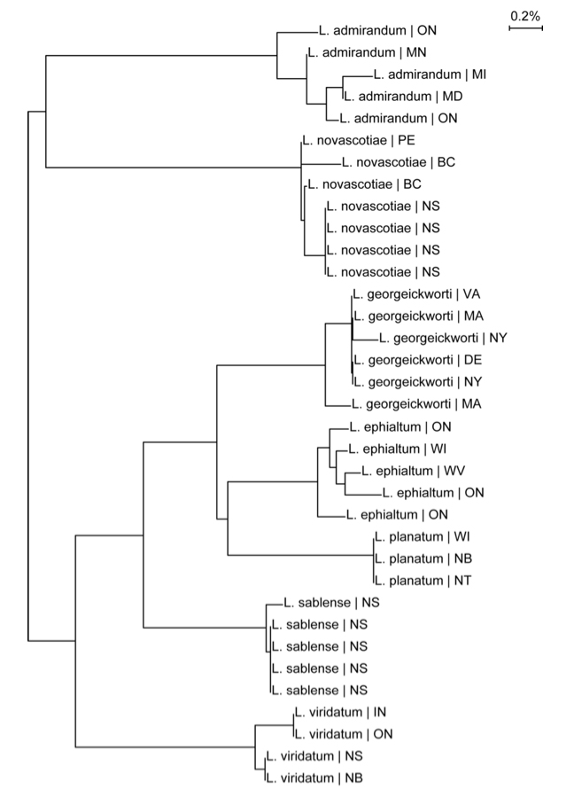 Neighbour-joining tree diagram