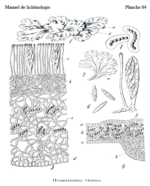 Cycle vital du Peltigera hydrothyria