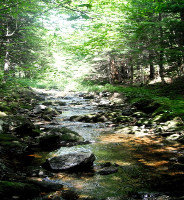 The habitat of Peltigera hydrothyria