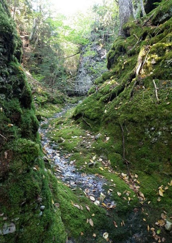Peltigera hydrothyria in Atlantic Canada