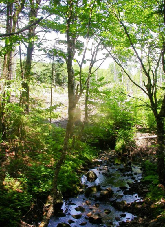 A recent clear-cut adjacent to Carter’s Lake