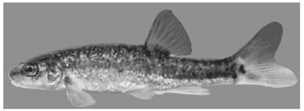 Photo of the Speckled Dace, lateral view.