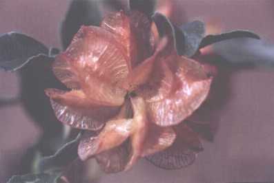 Figure 2. Small-flowered sand-verbena fruit.