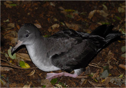 Photo of a Pink-footed Shearwater on land (see long description below)