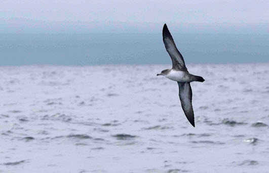 Photo of a Pink-footed Shearwater in flight (see long description below)