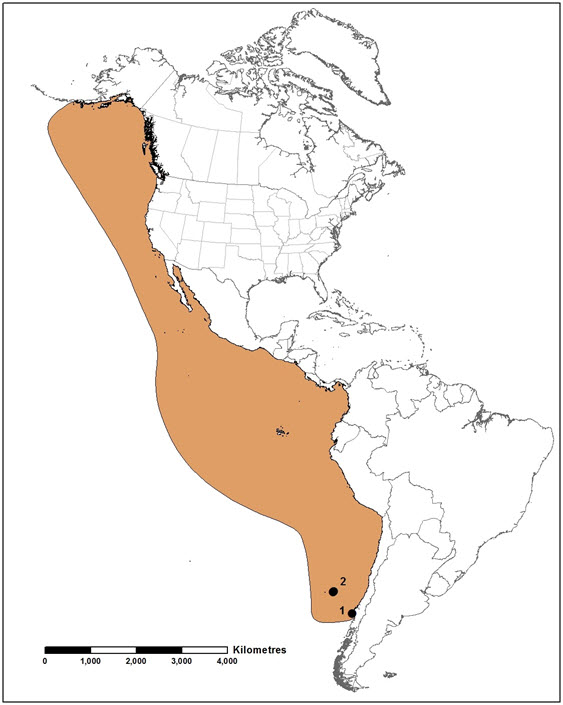 Map illustrating the range of the Pink-footed Shearwater (see long description below)