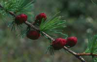 Photo d’une branche et de fruits en forme de cône du Mélèze laricin