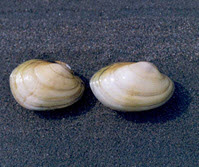 Photo of 2 yellow lamp mussels