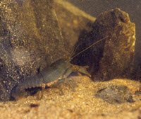 Photo of Virile Crayfish on sand by rock 