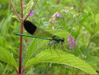 Photo of a River Jewelwing damselfly perched on a leaf