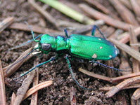 Photo of a Six-spotted Tiger Beetle on ground debris 