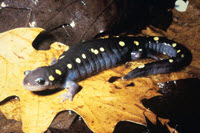 Photo of Spotted Salamander on leaf on ground 