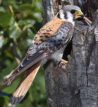Photo of an American kestrel perched on a trunk 