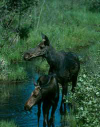 Photo of two moose standing in water among grasses and shrubs