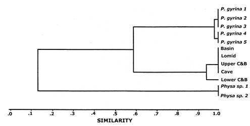 Figure 3. UPGMA of Nei’s unbiased genetic distances among three species of physid snails from Banff National Park, as shown by allozyme analyses