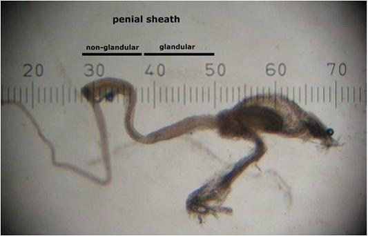 Photograph of penial morphology of Physella johnsoni