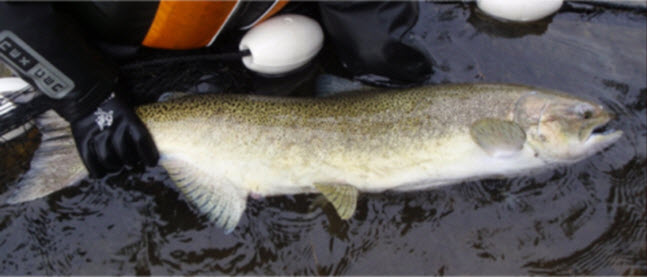 Catch Me If You Can: 400,000 Rainbow Trout Occupy idaho Waters