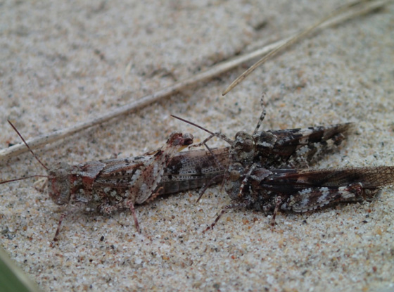 Photo of Lake Huron Grassphoppers