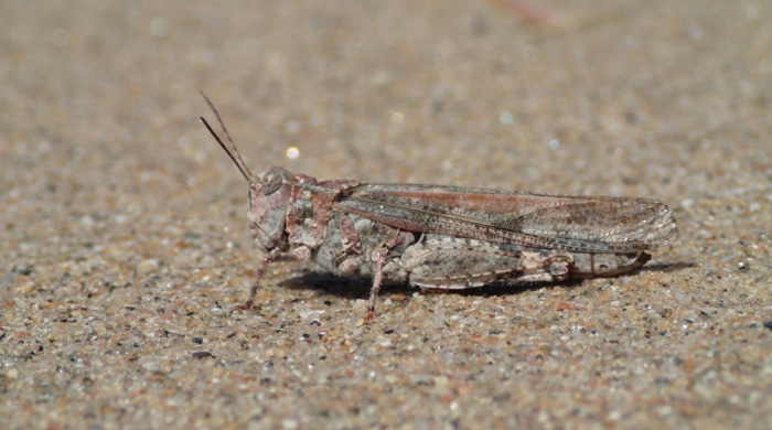 Photo of Female Lake Huron Grasshopper .