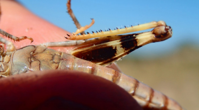 Photo of Lake Huron Grasshopper showing the dark blotch at the base of the inside face of the femur