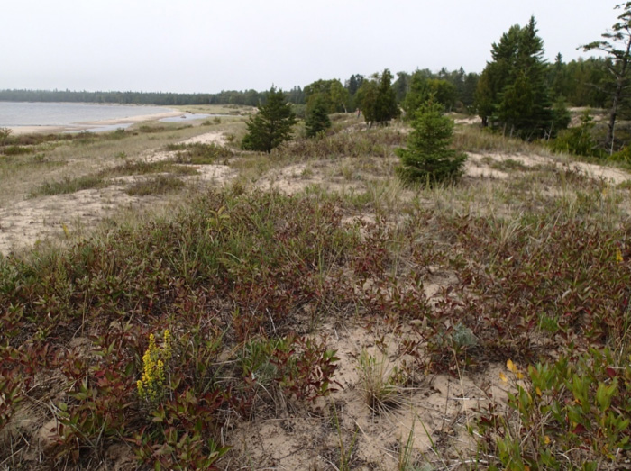 Phtoto of Lake Huron Grasshopper habitat at Shrigley Bay, Manitoulin Island