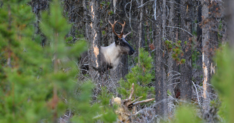 Photo d'un caribou